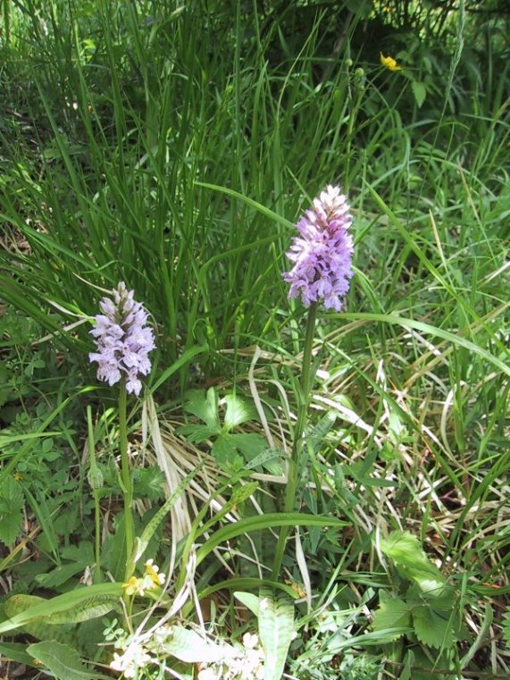 Orchis maculata