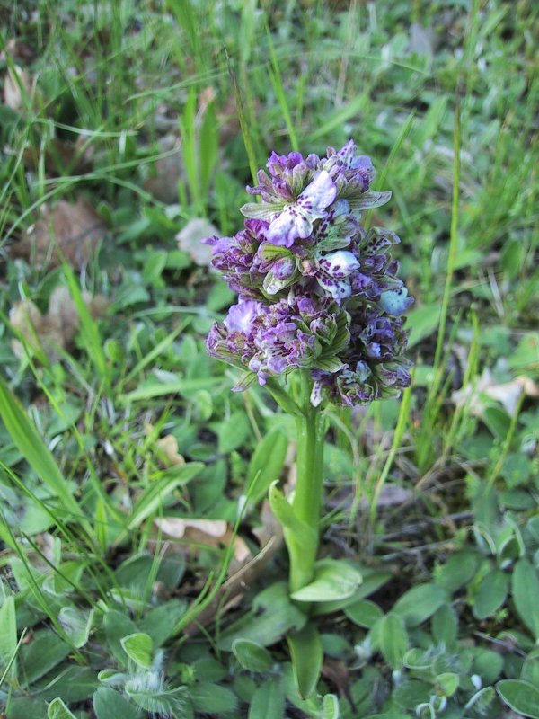 Orchis tridentata