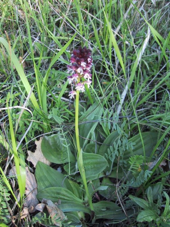 Orchis ustulata