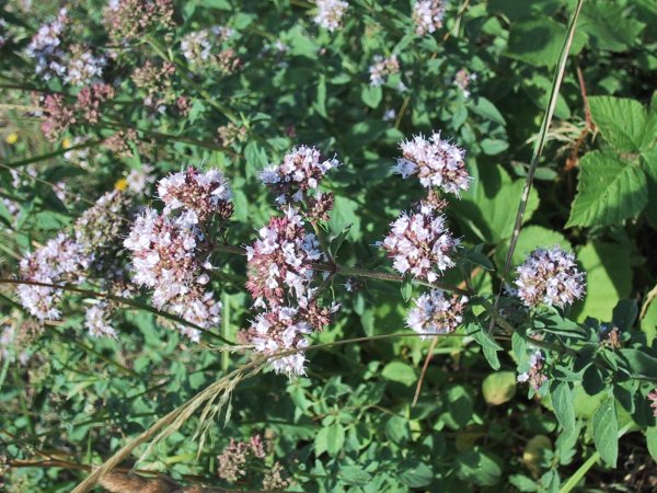 Origanum vulgare