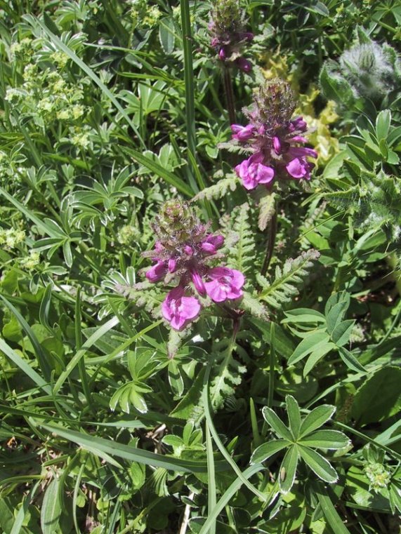 Pedicularis verticillata