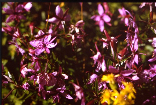 Epilobium fleisherei