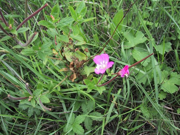 Epilobium hirsutum