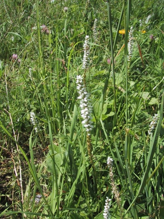 Polygonum viviparum