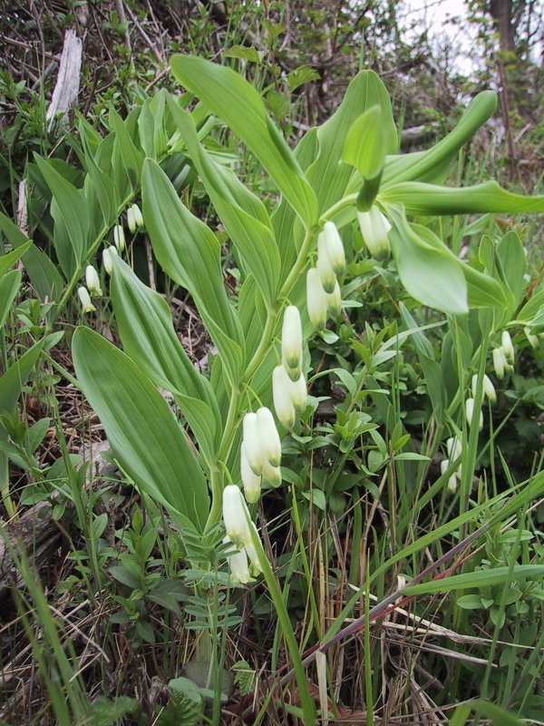 Polygonatum officinalis