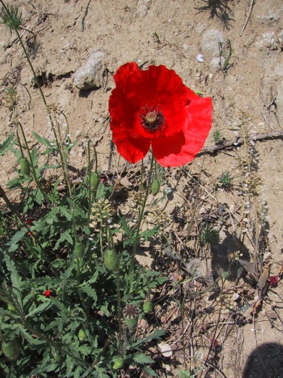 Papaver rhoeas