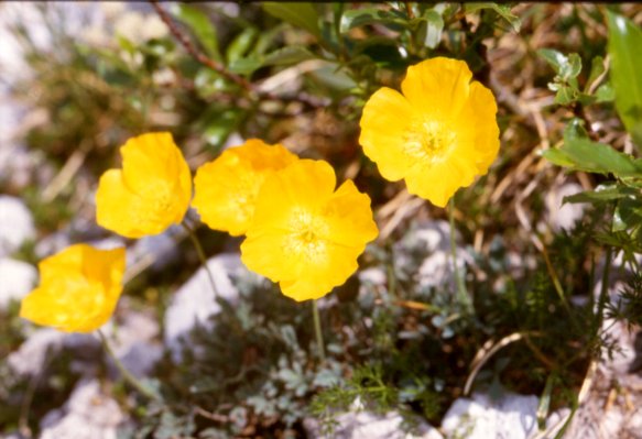 Papaver rhaethicum