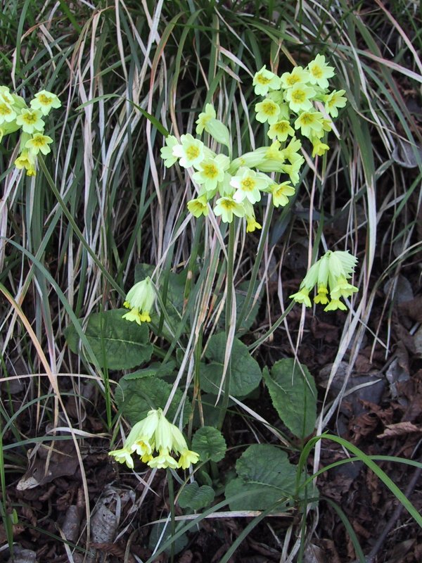 Primula veris