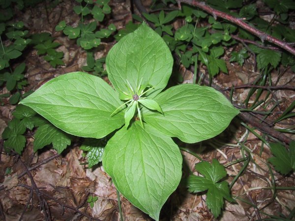 Paris quadrifolia
