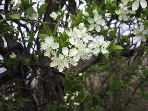 Prunus cerasifera