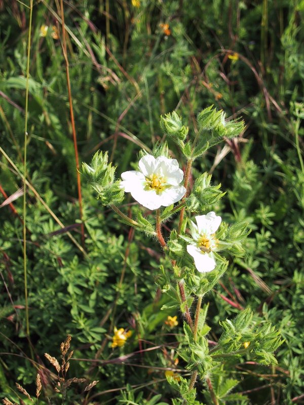 Potentilla argentea