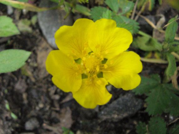 Potentilla aurea