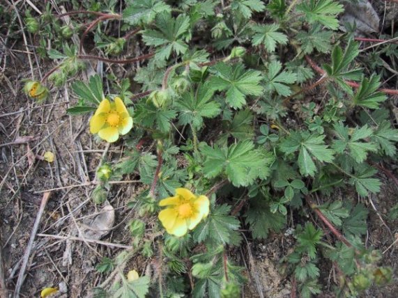 Potentilla reptans