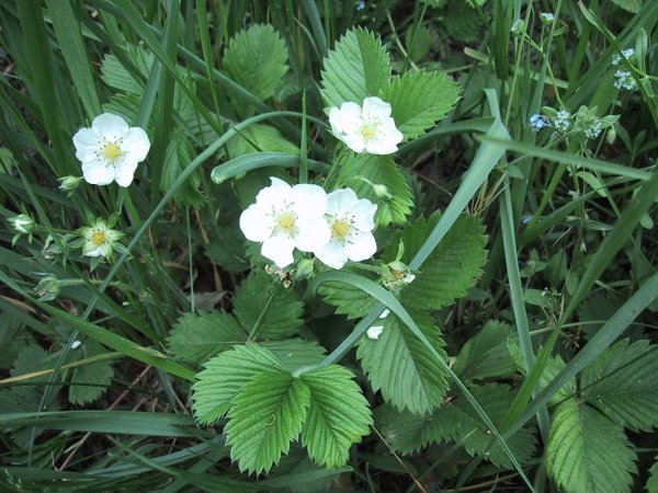 Potentilla rupestris