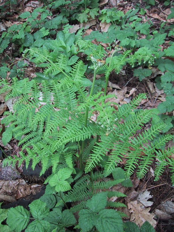 Pteridum aquilinum