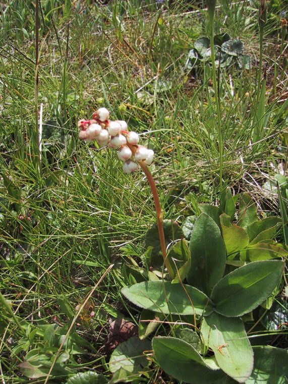 Pyrola minor