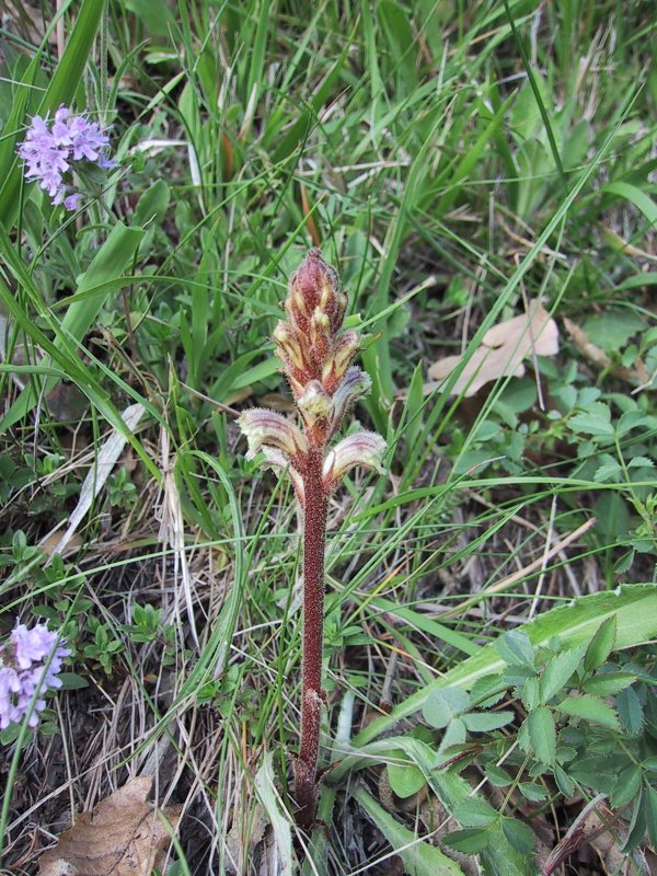 Orobanche minor