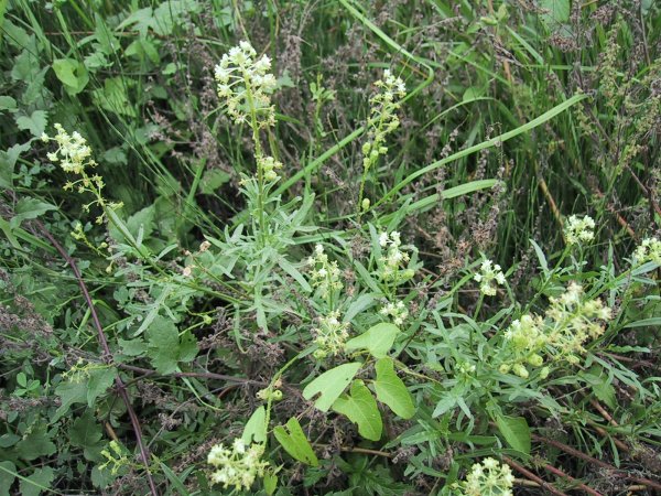 Reseda lutea