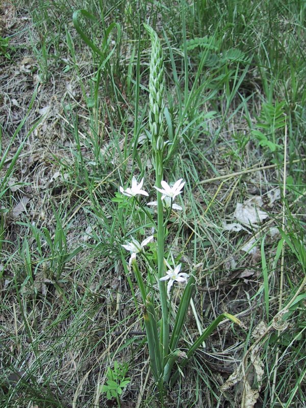 Ornithogalum narbonense