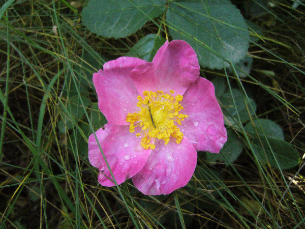 Rosa cinnamomea