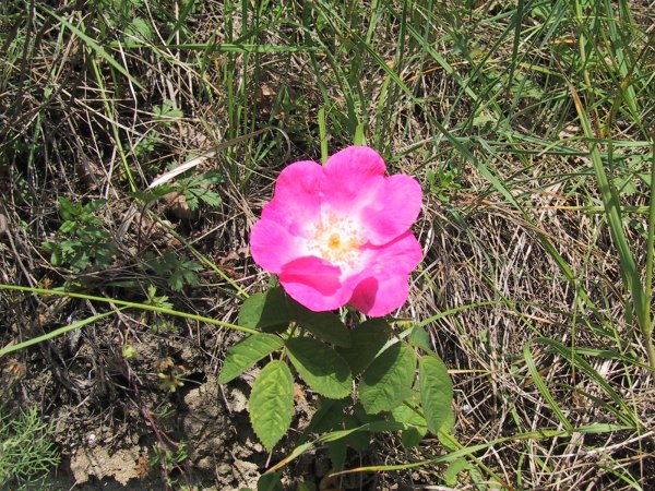 Rosa villosa