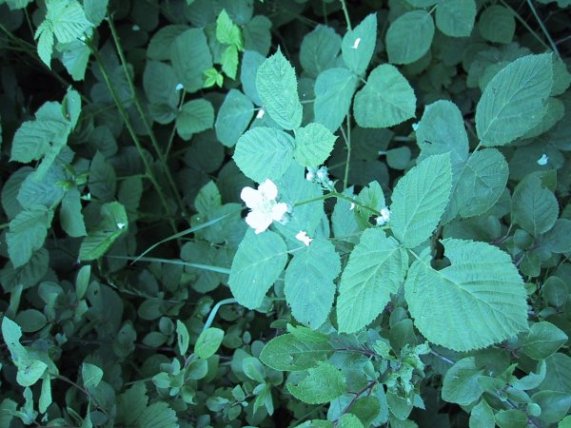 Rubus caesius