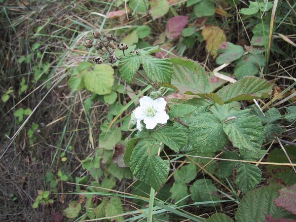 Rubus fruticosus