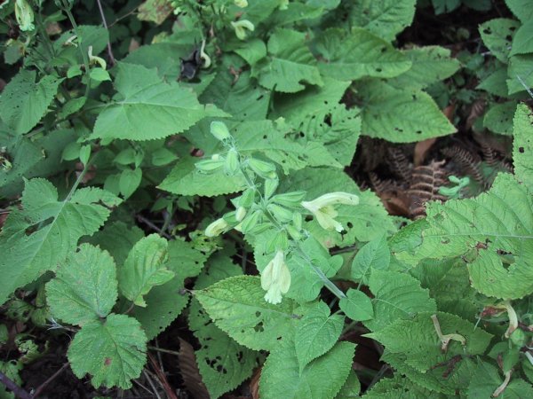 Salvia glutinosa