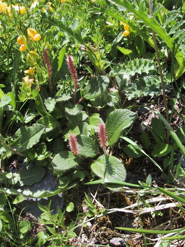 Salix reticulata