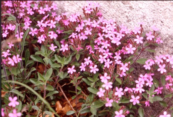 Saponaria ocymoides