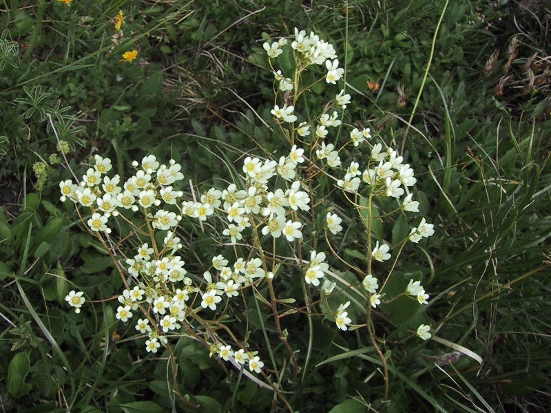 Saxifraga paniculata