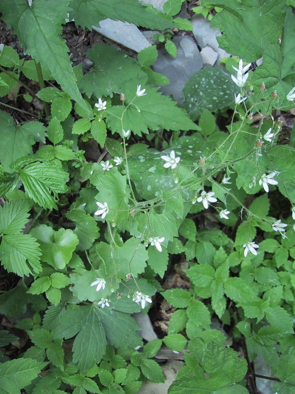 Saxifraga rotundifolia