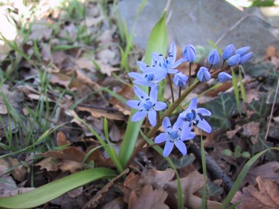 Scilla bifolia