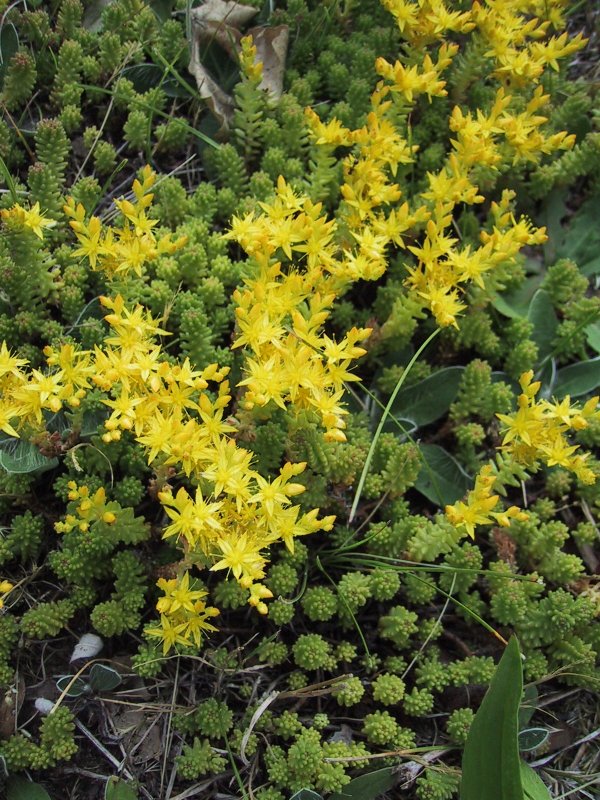 Sedum acre