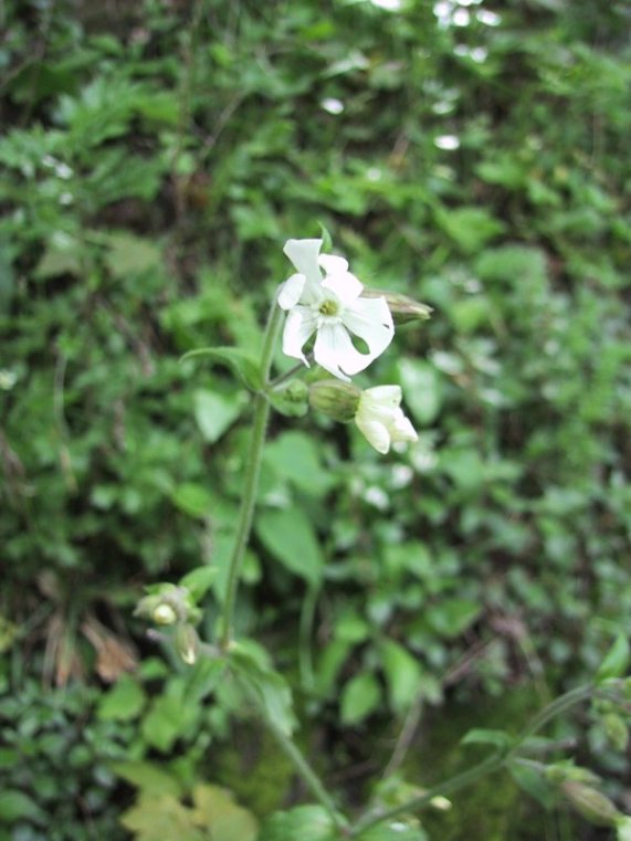 Silene alba