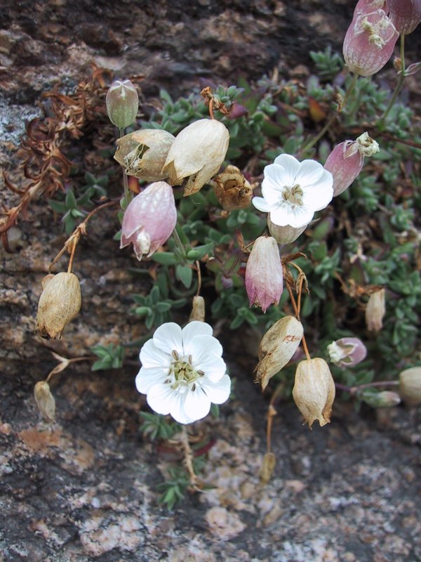 Silene vulgaris(maritima)