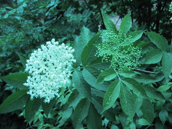 Sambucus nigra