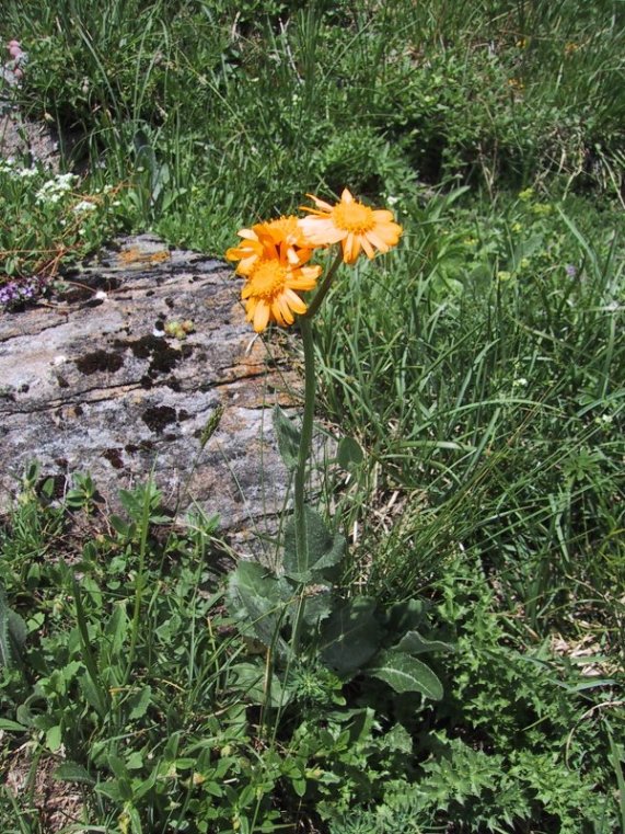 Senecio doronicum