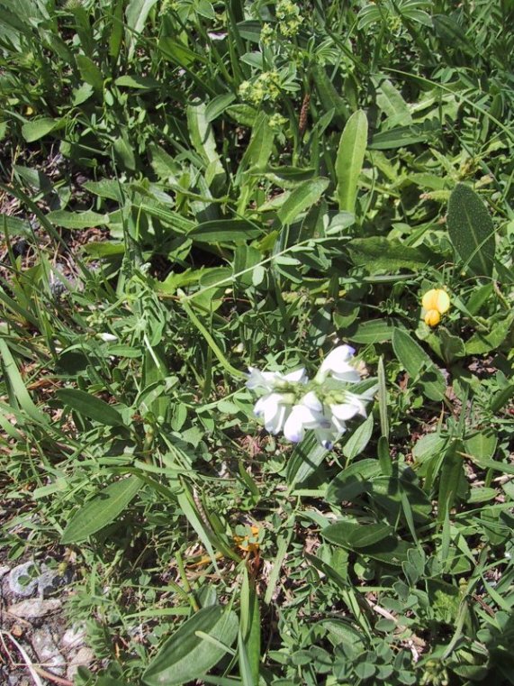 Astragalus australis