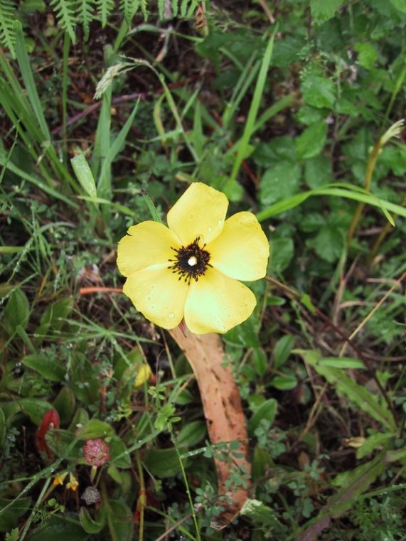 Tuberaria vulgaris