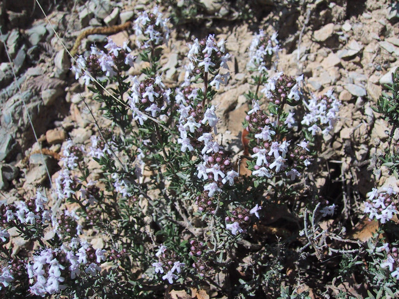 Thymus vulgaris