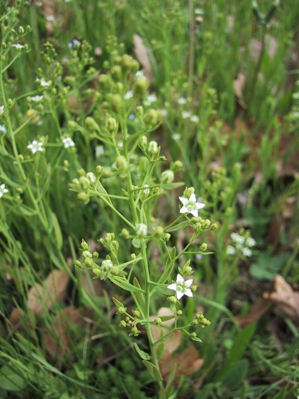 Thesium pratense