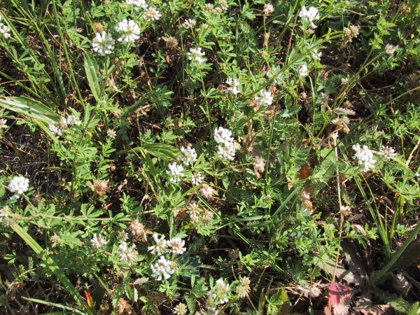 Trigonella cerulea