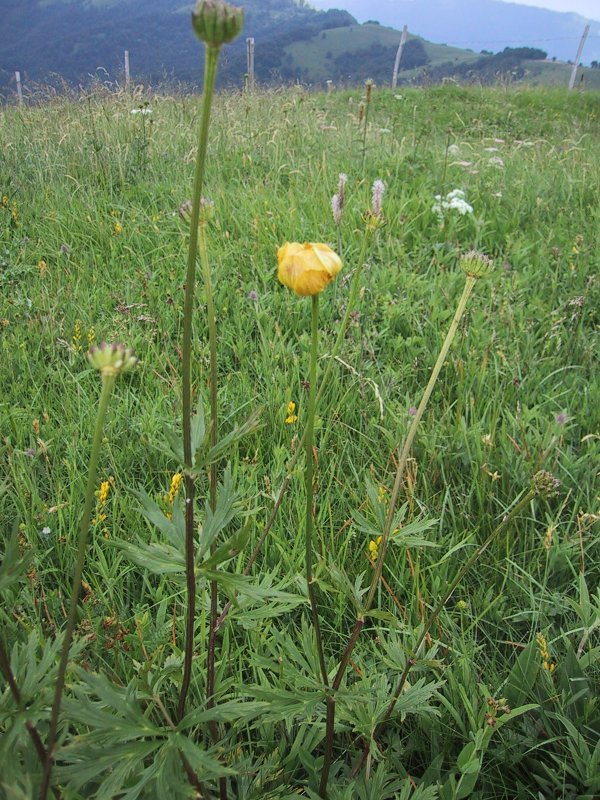Trollius europaeus