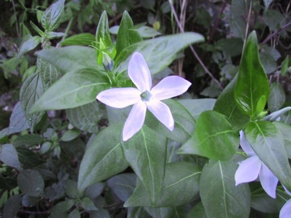 Vinca maior