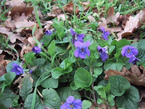 Viola odorata