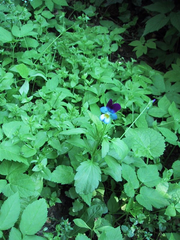 Viola tricolor