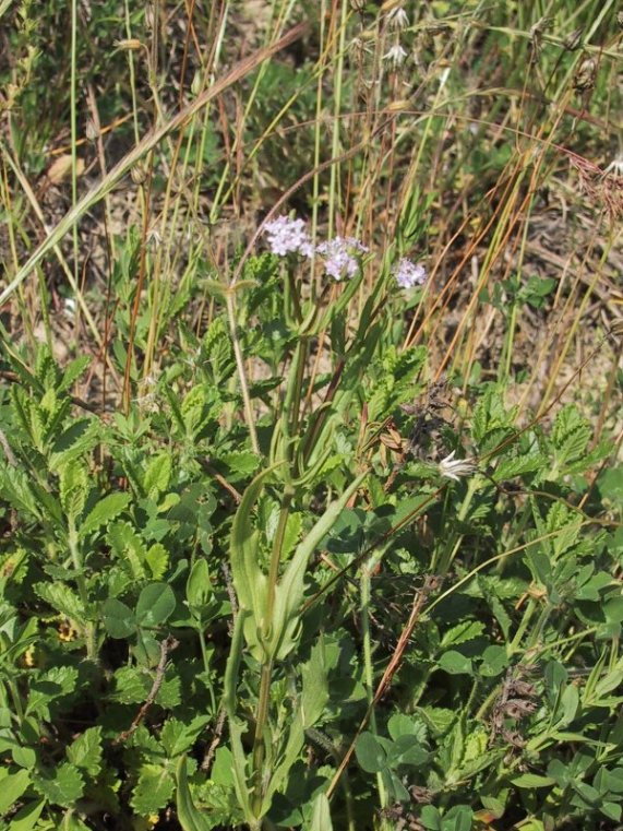 Valerianella locusta