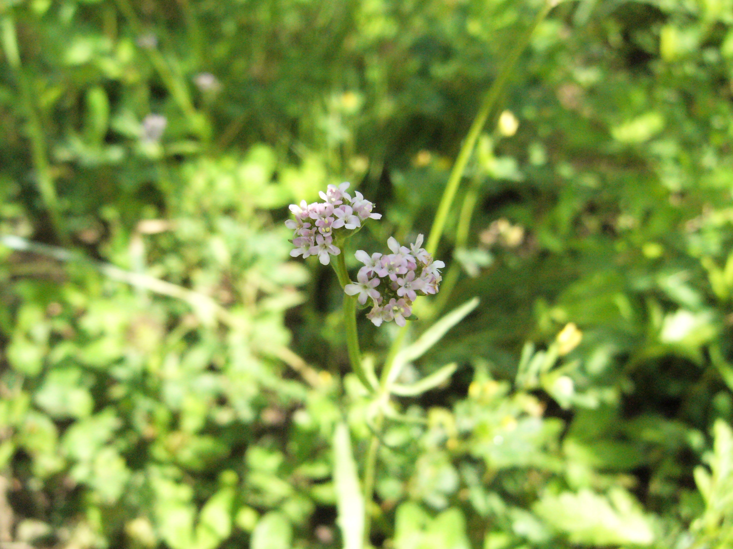 Valeriana saxatilis