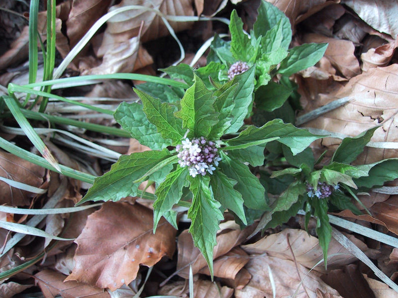 Valeriana tripteris